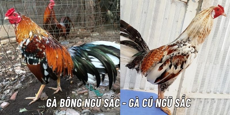 Gà bông ngũ sắc - gà cú ngũ sắc có gì đặc biệt