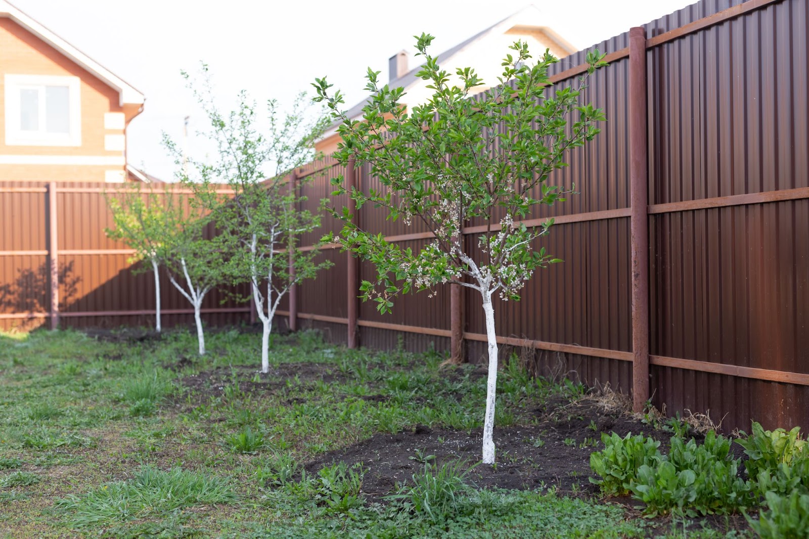 A neatly installed brown backyard fence with small garden trees, set in a serene yard with a house visible in the background.