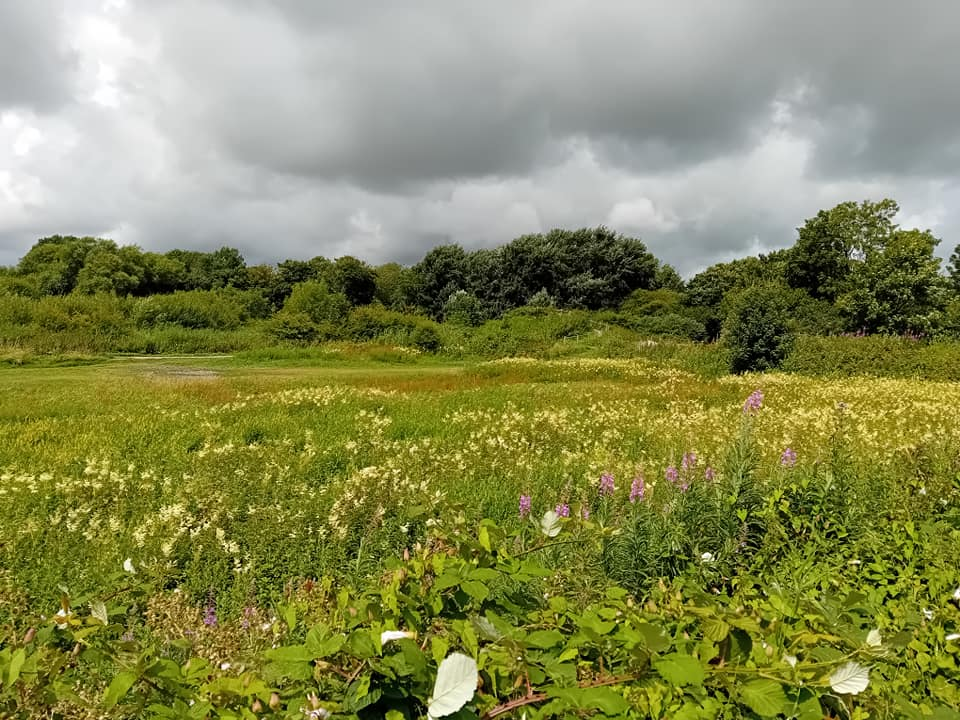 Hollingbury Park and Woods