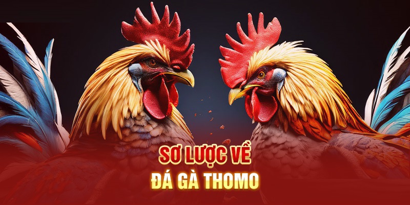 Sơ lược về đá gà thomo