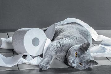 A cat lying on a table with a roll of toilet paper

Description automatically generated