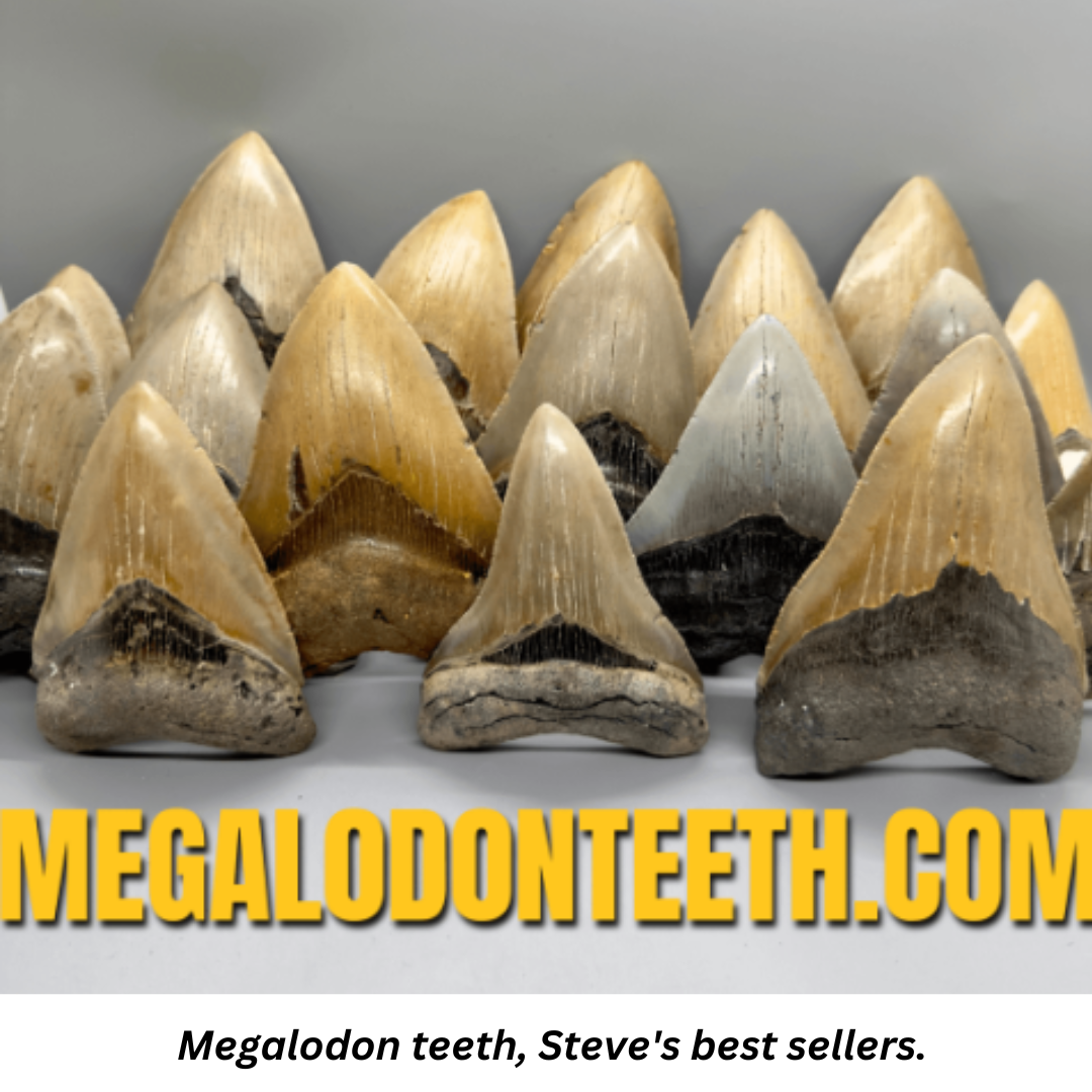 Megalodon teeth, Steve's best sellers.