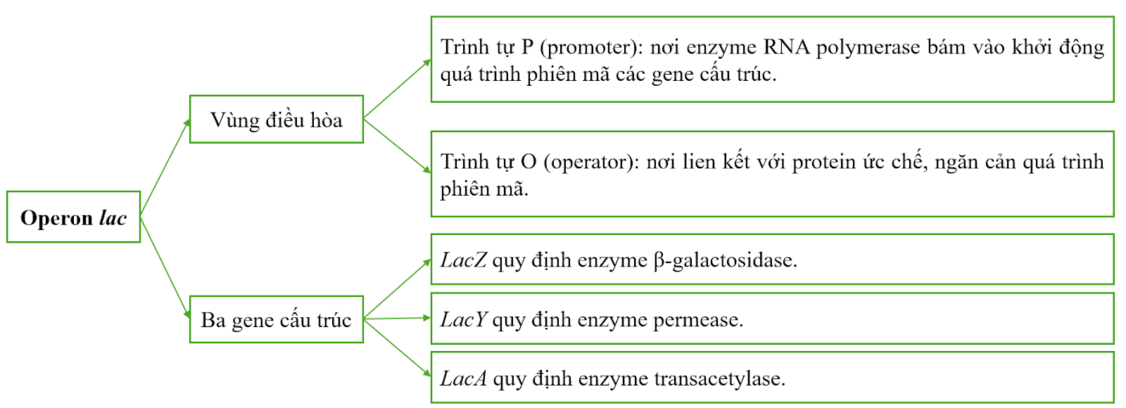 BÀI 3: ĐIỀU HÒA BIỂU HIỆN GENEA - MỤC TIÊU BÀI HỌC- Nêu được khái niệm đột biến gene.- Phân biệt được các dạng đột biến gene.- Phân tích được nguyên nhân, cơ chế phát sinh đột biến gene.- Trình bày được vai trò của đột biến gene trong tiến hóa, chọn giống và nghiên cứu di truyền.B - NHỮNG KIẾN THỨC CẦN GHI NHỚI. THÍ NGHIỆM PHÁT HIỆN RA OPERON LAC Ở VI KHUẨN E.COLI1. Thí nghiệmKết luận:Lưu ý: Gene lacI (không thuộc operon lac) quy định protein ức chế điều hòa operon lac.2. Cấu trúc và cơ chế điều hòa biểu hiện gene của operon laca) Cấu trúc operon lacb) Cơ chế điều hòa biểu hiện gene của operon lac* Khi môi trường không có lactose: Protein ức chế liên kết với các vùng O, enzyme RNA polymerase không liên kết được với vùng Plac nên các gene không được phiên mã.* Khi môi trường có lactose: Một lượng nhỏ lactose chuyển thành allolactose liên kết với protein ức chế, làm cho protein bị thay đổi cấu trúc nên không liên kết với vùng O. Enzyme RNA polymerase liên kết với vùng Plac để tiến hành phiên mã các gene cấu trúc.=> Kết luận: Operon lac gồm vùng điều hoà promoter, operator và ba gene cấu trúc quy định các enzyme vận chuyển, phân giải lactose. Khi môi trường không có lactose, protein ức chế do gene điều hoà tạo ra liên kết vào vùng operator nên phiên mã không thể xảy ra. Khi môi trường có lactose, đồng phân của lactose liên kết với protein ức chế khiến protein không liên kết được với operator. Khi đó enzyme RNA polymerase liên kết được với promoter và quá trình phiên mã xảy ra.II. Ý NGHĨA VÀ ỨNG DỤNG THỰC TIỄN CỦA ĐIỀU HÒA BIỂU HIỆN GENE1. Ý nghĩa- Tiết kiệm năng lượng: tổng hợp và chuyển hóa các chất.- Đảm bảo cho tế bào thích nghi được với sự thay đổi của môi trường.- Có vai trò quan trọng trong quá trình phát triển của các sinh vật đa bào nhân thực, nhờ tín hiệu điều hòa khác nhau mà các tế bào khác nhau đóng, mở các nhóm gene khác nhau, tạo nên các tế bào chuyên hóa.2. Ứng dụng thực tiễn