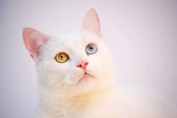 White cat looking up