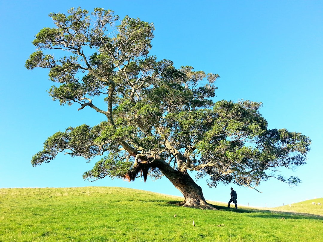 Preventive tree maintenance