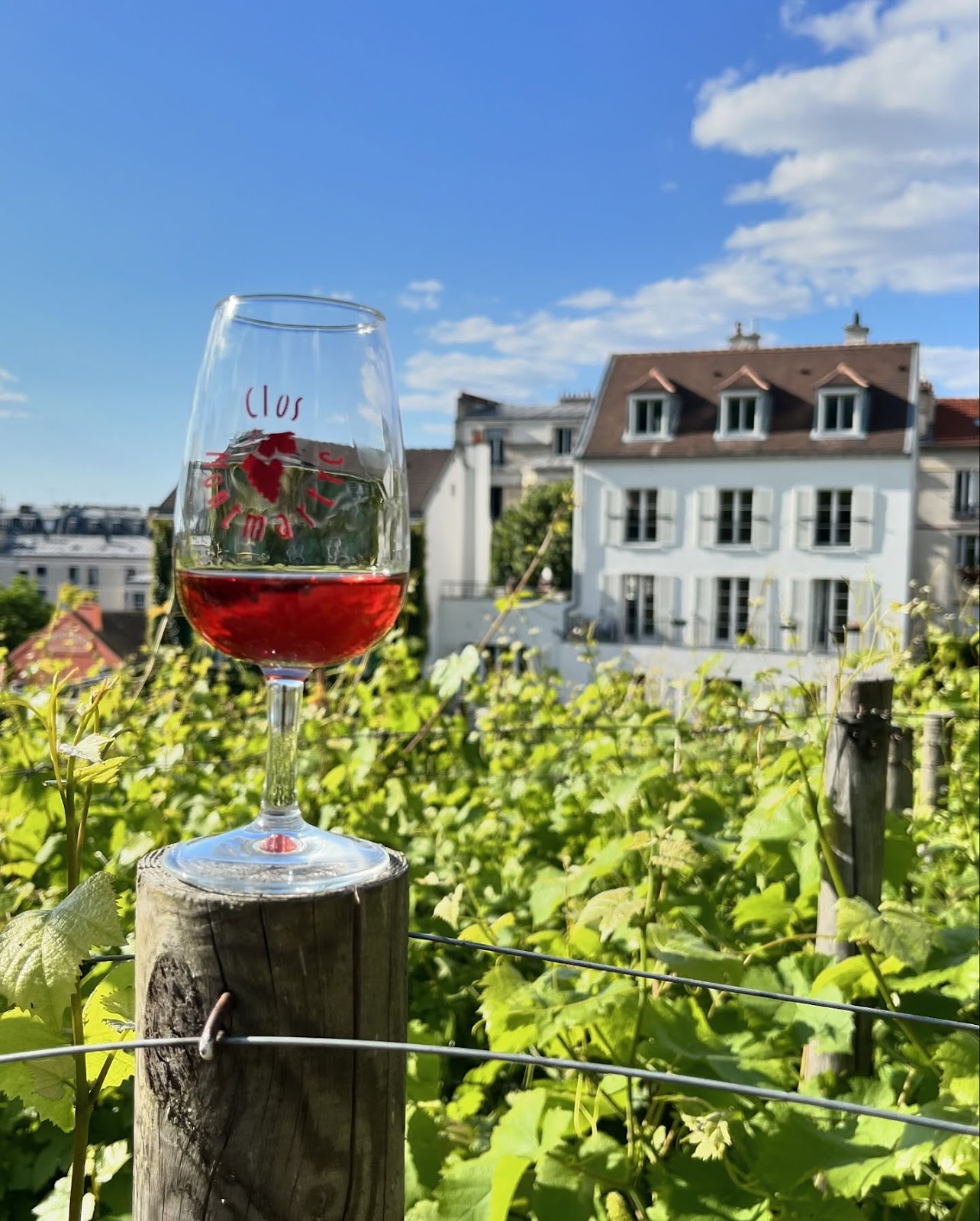Montmartre Vineyard