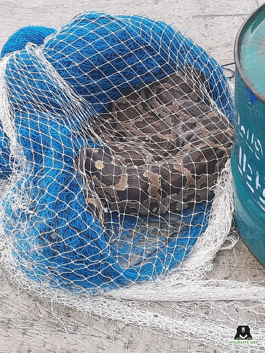 Python rescued in Agra during September