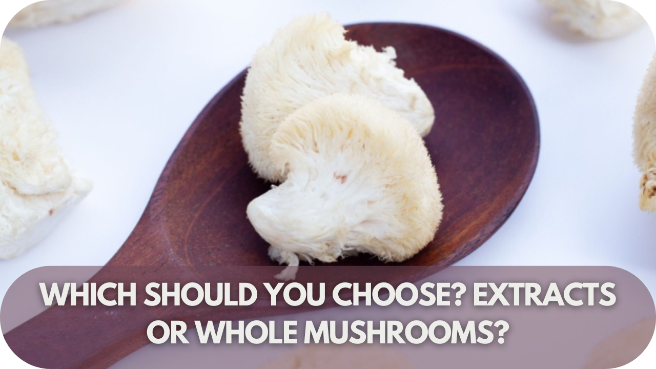 A helpful guide to choosing between Lion’s Mane extracts and whole mushrooms for your needs.