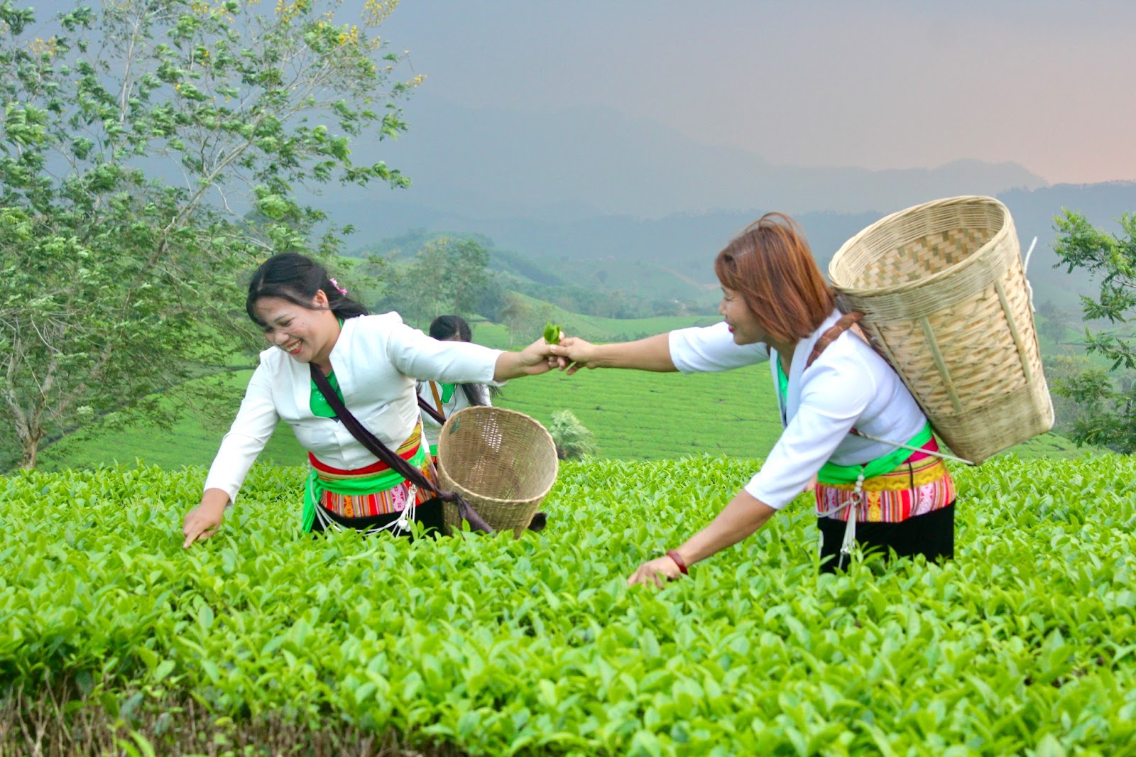 Nét đẹp lao động trên đồi chè Long Cốc - Ảnh 7.