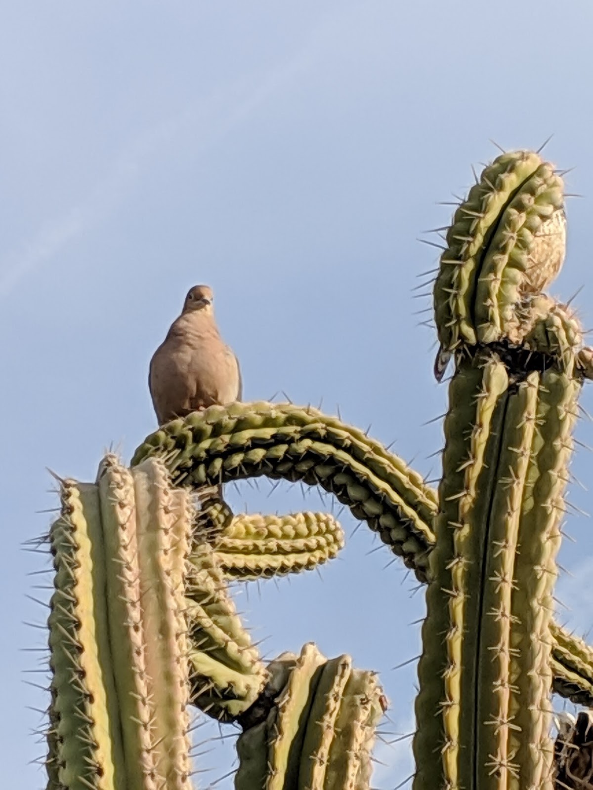 animals in the atacama desert