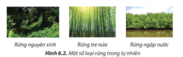 BÀI 6. RỪNG Ở VIỆT NAM1. Vai trò của rừngCâu 1: Em hãy nêu vai trò của rừng đối với môi trường, đời sống và sản xuất trong mỗi trường hợp được minh họa ở Hình 6.1.Đáp án chuẩn:- Hình 6.1a: Đóng vai trò trong việc cung cấp khí oxy và hấp thụ khí carbon dioxide, giúp duy trì không khí trong lành và điều hòa khí hậu.- Hình 6.1b: Chức năng chính là chắn gió, ngăn chặn cát di động ven biển và che chở cho vùng đất phía trong đất liền.- Hình 6.1c: Cung cấp nguyên liệu gỗ cho các hoạt động sản xuất.- Hình 6.1d: Rừng giúp ngăn cản và làm giảm tốc độ của dòng chảy nước mưa, bảo vệ độ phì nhiêu của đất và giảm thiểu các hiện tượng xói mòn, sạt lở đất, lũ lụt.- Hình 6.1e: Phục vụ cho các hoạt động nghiên cứu khoa học.- Hình 6.1f: Tạo ra môi trường sống lý tưởng cho nhiều loài động vật.Câu 2: Hãy kể tên những ngành sản xuất sử dụng nguyên liệu từ rừngĐáp án chuẩn:Ngành chế biến gỗ; chế biến hương liệu và tinh dầu; cung cấp dược liệu và thuốc; chế biến nhựa để sản xuất keo.2. Một số loại rừng phổ biến ở Việt NamCâu 3: Những loại rừng ở Hình 6.2 được gọi tên theo đặc điểm nào của rừng?Đáp án chuẩn:- Hình 6.2a: Nguồn gốc hình thành- Hình 6.2b: Phân loại theo cây- Hình 6.2c: Phân loại theo điều kiện lập địa.Câu 4: Hãy cho biết tên gọi loại rừng trong Hình 6.3  Đáp án chuẩn:Rừng ngập mặn.Câu 5: Tại địa phương em có những loại rừng nào? Hãy kể tên rừng ở Việt Nam mà em biết.Đáp án chuẩn:Ở địa phương em có : Rừng Quốc gia Cúc Phương - Ninh BìnhMột số loại rừng ở Việt Nam mà em biết : - Rừng U Minh - Cà Mau, Kiên Giang.- Rừng Nam Cát Tiên - Đồng Nai, Bình Phước, Lâm Đồng.- Rừng thông Bản áng - Mộc Châu, Sơn LaCâu 6: Hình 6.4 cho thấy rừng giúp ích cho môi trường và cho đời sống con người như thế nào?Đáp án chuẩn:Hình 6.4a: Phục vụ cho ngành khai thác và sản xuất gỗ.Hình 6.4b: Phục vụ du lịch, bảo vệ di tích lịch sử - văn hóa; nghiên cứu khoa học; bảo tồn nguồn gene sinh vật rừng, rừng nguyên sinh.Hình 6.4c: Bảo vệ nguồn nước, bảo vệ đất, chống xói mòn, chống sa mạc hóa, hạn chế lũ lụt.Luyện tậpCâu 1: Hãy quan sát Hình 6.5 và kể tên những sản phẩm thu được từ rừng phục vụ cho đời sốngĐáp án chuẩn:Hình 6.5a: Bàn gỗ -> Đồ gỗ Hình 6.5b: Giỏ mây tre đan -> Các sản phẩm từ mây tre đan Hình 6.5c: Hương hoa lan -> Các loại tinh dầu chiết suất từ bộ phận của câyHình 6.5d: Mật ong -> Sản phẩm cho thực phẩm có nguồn gốc động vật Câu 2: Hãy cho biết mục đích sử dụng các loại rừng thể hiện ở hình 6.6; 6.7 và 6.8Đáp án chuẩn:Hình 6.6: Rừng Cúc Phương: rừng đặc dụngHình 6.7: Rừng keo trồng: Rừng sản xuấtHình 6.8: Rừng phi lao: Rừng phòng hộVận dụng