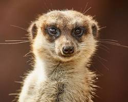 Image of Meerkat eyes