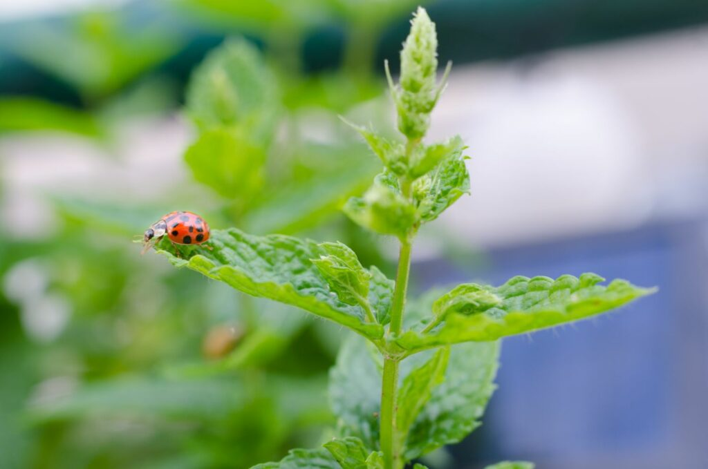 Organic Pest Control Strategies for Mint