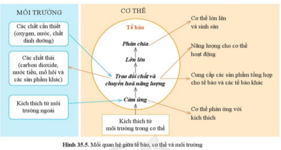 BÀI 35. SỰ THỐNG NHẤT VỀ CẤU TRÚC VÀ CÁC HOẠT ĐỘNG SỐNG TRONG CƠ THỂ SINH VẬT 