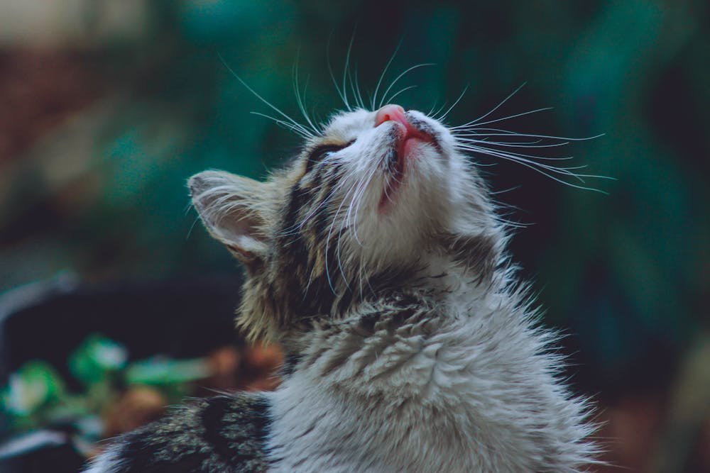 Close-Up Photo of Cat Looking Upwards