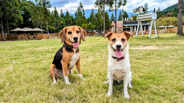 笑いながらこちらをみている犬二匹