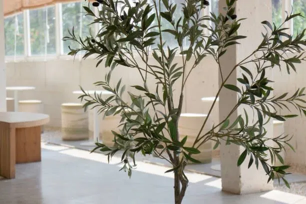 Choosing a Faux Olive Tree