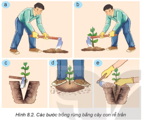 BÀI 8: TRỒNG, CHĂM SÓC VÀ BẢO VỆ RỪNGI. TRỒNG RỪNG1. Thời vụ trồng2. Các phương pháp trồng rừng phổ biếnCâu hỏi: Quan sát Hình 8.1 và xác định các bước theo quy trình trồng rừng bằng cây con có bầu phù hợp với từng nội dung theo mẫu bảng dưới đây:Đáp án chuẩn:Nội dungBướcRạch bỏ vỏ bầu2Tạo lỗ trong hố đất có chiều sâu lớn hơn chiều cao của bầu1Lắp và nén đất lần 14Đặt bầu vào lỗ trong hố3Lấp và nén đất lần 25Vun gốc6Câu hỏi: Sử dụng internet, sách, báo,... để tìm hiểu tác dụng của các bước trong quy trình trồng rừng bằng cây con có bầuĐáp án chuẩn:- Tạo hố: Đào hố sâu hơn bầu đất, rạch vỏ bầu.- Đặt bầu: Đặt bầu cây vào hố.- Lấp đất: Lấp đất trộn phân, nén nhẹ.- Vun gốc: Vun đất cao hơn miệng hố.II. CHĂM SÓC CÂY RỪNGCâu hỏi: Quan sát Hình 8.4 và nêu các công việc chăm sóc cây rừng phù hợp với từng ảnh trong hình.Đáp án chuẩn:- Hình 8.4a. tỉa, dặm cây - Hình 8.4b. phát quang và làm cỏ dại- Hình 8.4c. Bón phân cho cây- Hình 8.4d. Xới đất và vun gốc- Hình 8.4e. Làm hàng ràoCâu hỏi: 1. Sử dụng các cụm từ gợi ý sau đây để điền vào từng bước thích hợp trong Hình 8.2: đặt cây vào hố, đào hố trồng cây, nén đất, vun gốc, lấp đất kín gốc cây.2. Hãy sắp xếp các ảnh trong Hình 8.2 theo thứ tự các bước trong quy trình trồng rừng bằng cây con rễ trần.Đáp án chuẩn:1. Hình 8.2a: đào hố trồng cây.Hình 8.2b: nén đất.Hình 8.2c: đặt cây vào hốHình 8.2d: vun gốcHình 8.2e: lấp đất kín gốc cây.2. Hình a -> Hình c -> Hình b -> Hình e -> Hình d.Kết nối năng lực: Các loại cây thường được dùng để trồng rừng: cây sưa; cây gỗ lim, cây trầm hương, cây phi lao, cây vẹt đen, cây vẹt dù, cây cẩm lai..Câu hỏi: Sử dụng internet, sách, báo,.. để tìm hiểu về các loại cây thường được dùng để trồng rừng.Đáp án chuẩn:Sử dụng internet, sách, báo,.. để tìm hiểu về các loại cây thường được dùng để trồng rừng.III. BẢO VỆ RỪNG VÀ MÔI TRƯỜNG SINH THÁICâu hỏi: Chỉ ra những việc nên và không nên làm để bảo vệ rừng và môi trường sinh thái theo mẫu bảng dưới đây:Đáp án chuẩn:- Các việc nên làm: 1,4,5,6,8,9,10- Các việc không nên làm: 2,3,7Câu hỏi: Hãy đề xuất những việc nên và không nên làm để bảo vệ rừng hoặc cây xanh ở nhà trường và địa phương em.Đáp án chuẩn:- Tuyên truyền: Nâng cao ý thức về bảo vệ rừng.- Hành động: Trồng cây, tham gia các hoạt động bảo vệ môi trường.- Bảo vệ: Không phá rừng, không xả rác, không bẻ cây.- Báo cáo: Thông báo khi phát hiện hành vi phá rừng.LUYỆN TẬPCâu hỏi: Giải thích ý nghĩa của bước 2 (rạch bỏ vỏ bầu) trong quy trình trồng rừng bằng cây con có bầu.Đáp án chuẩn:Vì khi rạch vỏ bầu, bầu đất có đủ phân bón và đất tơi xốp, cây có tỉ lệ sống cao và phát triển tốt.Câu hỏi: Hãy so sánh ưu, nhược điểm của trồng rừng bằng cây con có bầu và trồng rừng bằng cây con rễ trần.Đáp án chuẩn:- Cây con có bầu: Ưu điểm là cây khỏe mạnh, tỉ lệ sống cao nhưng cần nhiều diện tích.- Cây con rễ trần: Ưu điểm là tiết kiệm chi phí nhưng chỉ phù hợp với một số loại cây.Câu hỏi: Hoàn thành vào vở tên công việc chăm sóc rừng theo mẫu bảng dưới đây:Đáp án chuẩn:Tên công việc chăm sóc rừngMục đíchBón phân cho câyBổ sung chất dinh dưỡng cho câyLàm hàng rào bảo vệ câyBảo vệ cây rừng khỏi các loại động vật gây hạiTỉa, dặm câyĐảm bảo mật độ cây rừng phù hợpPhát quang, làm cỏ dạiTránh sự cạnh tranh về ánh sáng và thức ănXới đất và vun gốcLàm cho đất tơi, xốp; tạo điều kiện cho rễ cây phát triểnVẬN DỤNG