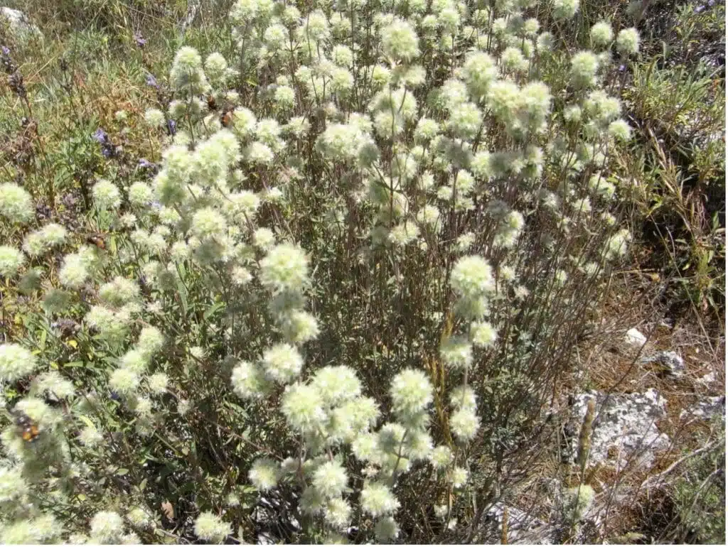 Les principales floraisons pour la récolte de miel de printemps - PLANTES MELLIFÈRES