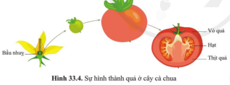 BÀI 33. SINH SẢN HỮU TÍNH Ở ĐỘNG VẬT MỞ ĐẦUCâu hỏi: Quan sát hình 32.1d và 32.3c, nêu sự khác nhau về hình thức sinh sản ở cá và sao biển. Cho biết tên hình thức sinh sản của cáĐáp án chuẩn:Ở cá, các cá thể mới được tạo ra nhờ sự kết hợp giữa con đực và cái qua thụ tinh. Ở sao biển, cá thể mới được tạo ra không có sự kết hợp giữa con đực và con cái. I. KHÁI NIỆM SINH SẢN HỮU TÍNHCâu 1: Lập bảng so sánh sinh sản vô tính và hữu tính theo gợi ý.Đáp án chuẩn:Giống: tạo ra các cá thể mới từ các thể ban đầuKhác:II. SINH SẢN HỮU TÍNH Ở THỰC VẬT CÓ HOACâu 2: Quan sát hình 33.1, mô tả các bộ phận của hoa lưỡng tính.Đáp án chuẩn:Đài hoa, cánh hoa, nhị hoa, nhuỵ hoa, noãn hoaCâu 3: Quan sát hình 33.2, nêu đặc điểm của hoa đơn tính. Phân biệt hoa đơn tính với hoa lưỡng tínhĐáp án chuẩn:Đặc điểm: chỉ chứa duy nhất một cơ quan sinh sản là đực hoặc cái. Phân biệt: + Hoa đơn tính chứa các cơ quan sinh sản đực và cái trong hoa riêng biệt. + Hoa lưỡng tính chứa các cơ quan sinh sản đực và cái trong cùng một bông hoa.Câu hỏi 1: Hãy lấy thêm ví dụ về hoa đơn tính và hoa lưỡng tính.Đáp án chuẩn:Hoa đơn tính: hoa bưởi, hoa cam, hoa lúa, hoa chuối,…Hoa lưỡng tính: hoa mướp, hoa bí, hoa ngô, hoa su su,…Vận dụng 1Câu hỏi: Quan sát 3-5 bông hoa của các loài cây khác nhau, xác định các bộ phận cấu tạo của hoa. Lập bảng về các đặc điểm mỗi bộ phận theo gợi ý trong bảng 33.2.Đáp án chuẩn:Tên loài hoaMàu sắc hoaSố cánh hoaSố nhị hoaNhụy hoa (có/không)Hoa đơn tính/lưỡng tínhHoa bưởiTrắng525,8 ± 1,15 nhị/hoaKhôngĐơn tínhHoa hồngĐỏ35Nhiều nhịCóLưỡng tínhHoa senHồng8Nhiều nhịCóLưỡng tínhCâu 4: Quan sát hình 33.3, nêu sự khác nhau giữa tự thụ phấn và thụ phấn chéo.Đáp án chuẩn:Tự thụ phấn là quá trình giao phối xảy ra ở giữa hai bông hoa của cùng một cây. Thụ phấn chéo là quá trình lai xa giữa hai loài thực vật cùng loài và các loài hoa khác nhau. Câu 5: Lấy ví dụ về hoa thụ phấn nhờ gió, nhờ sâu bọ, nhờ con người.Đáp án chuẩn:Hoa thụ phấn nhờ gió: ngô, hoa bồ công anh, lúa.Hoa thụ phấn nhờ sâu bọ: hoa cam, bưởi.Hoa thụ phấn nhờ con người: hoa bí, bầu, mướp.Câu hỏi 2: Giải thích vì sao phải bảo vệ một số loài côn trùng thụ phấn cho câyĐáp án chuẩn:Vì có những loài thực vật không thể tự thụ phấn được mà cần nhờ đến các loài côn trùng.Vận dụng 2Câu hỏi: Vì sao ở các vườn trồng cây như nhân, vải, xoài người ta thường kết hợp nuôi ong? Đáp án chuẩn:Vì ong giúp thụ phấn cho cây, giúp tăng số lượng hoa được thụ phấn; còn có thể lấy mật.Câu 6: Quan sát hình 33.4 trình bày sự hình thành quả cà chuaĐáp án chuẩn:Sau khi được thụ tinh noãn phát triển thành hạt và bầu nhuỵ phát triển thành quả chứa hạt. Hạt chứa phôi phát triển thành cơ thể mới.Câu hỏi 3: Trình bày quá trình thụ phấn, thụ tinh và sự hình thành hạt, quả.Đáp án chuẩn:- Thụ phấn: là quá trình hạt phấn được chuyển từ nhị đến đầu nhụy. - Thụ tinh: là quá trình kết hợp giữa giao tử đực và giao tử cái tạo hợp tử.- Sự hình thành hạt, quả: noãn phát triển thành hạt và bầu nhụy phát triển thành quả chứa hạt.Vận dụng 3Câu 1: Nêu vai trò của quả và hạt đối với thực vật, động vật và con ngườiĐáp án chuẩn:Bảo vệ hạt, hấp dẫn động vật ăn quả giúp cho sự phát tán nòi giống, nguồn cung cấp chất dinh dưỡng quan trọng cho con người.Tìm hiểu thêm: Tìm hiểu cơ chế lớn lên của quả.Đáp án chuẩn:Sau khi thụ tinh xong thì phôi phát triển thành hạt và bầu lớn lên thành quả. III. SINH SẢN HỮU TÍNH Ở ĐỘNG VẬTCâu 7: Mô tả khái quát quá trình sinh sản hữu tính ở động vật. Lấy ví dụ ở động vật đẻ con và động vật đẻ trứngĐáp án chuẩn:- Sinh sản hữu tính: Hình thành tinh trùng và hình thành trứng → thụ tinh → hợp tử → phôi → cơ thể mới.- Ví dụ:+ Động vật đẻ con: Chó đực và cái giao phối + Động vật đẻ trứng: Gà trống và gà mái giao phối Câu hỏi 4: Lấy ví dụ động vật đẻ trứng, động vật đẻ con và cho biết các giai đoạn của quá trình sinh sản ở động vật đó.Đáp án chuẩn:- Động vật đẻ trứng: gà, vịt,… → Các giai đoạn: Con đực và con cái giao phối → hợp tử nằm trong trứng đã được thụ tinh → đẻ ra ngoài, ấp đủ nhiệt độ → phôi → cơ thể mới → phá vỡ vỏ trứng chui ra.- Động vật đẻ con: lợn, chó,… → Các giai đoạn: Con đực và cái giao phối → hợp tử → phôi → cơ thể mới → con non sẽ được đẻ ra ngoài.Câu 8: Quan sát hình 33.5, nêu các giai đoạn của quá trình sinh sản ở người.Đáp án chuẩn:Tinh trùng ở giới nam kết hợp với trứng ở giới nữ được thụ tinh thành hợp tử → phôi thai → em bé hoàn thiện và được sinh ra.Luyện tập: Cho các từ, cụm từ: trứng, gà con, ấp trứng, thụ tinh, tinh trùng, hợp tử. Sử dụng các từ đã cho để hoàn thành sơ đồ các giai đoạn sinh sản ở gà.Đáp án chuẩn:(1) trứng(2) thụ tinh(3) hợp tử(4) ấp trứng(5) gà con(6) tinh trùngVận dụng 4Câu hỏi: Nêu ưu điểm của việc mang thai và sinh con ở động vật có vú so với đẻ trứng ở các loài động vật khác.Đáp án chuẩn:Giúp phôi được nuôi dưỡng và bảo vệ tốt, chất dinh dưỡng từ cơ thể mẹ được vận chuyển qua nhau thai để nuôi dưỡng bào thai.Câu 9: Nêu một số ứng dụng sinh sản hữu tính trong thưc tiễn và cho ví dụ minh hoạĐáp án chuẩn:Lai tạo và chọn lọc những giống lúa, ngô cho năng suất cao, bò cho sữa với chất lượng tốt, lợn cho tỉ lệ nạc cao.Vận dụng 5