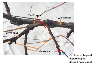 An up close photo of a spur-pruned high cordon trained grapevine. Shown here are young canes labeled as one-year-old wood, and labels for the older, two, three, and four-year-old wood.