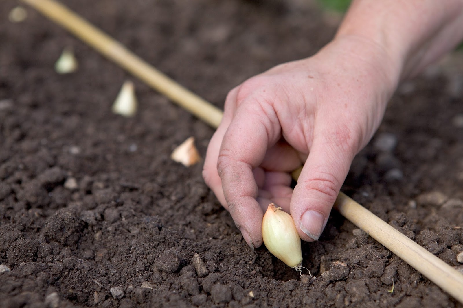 Planting Onion