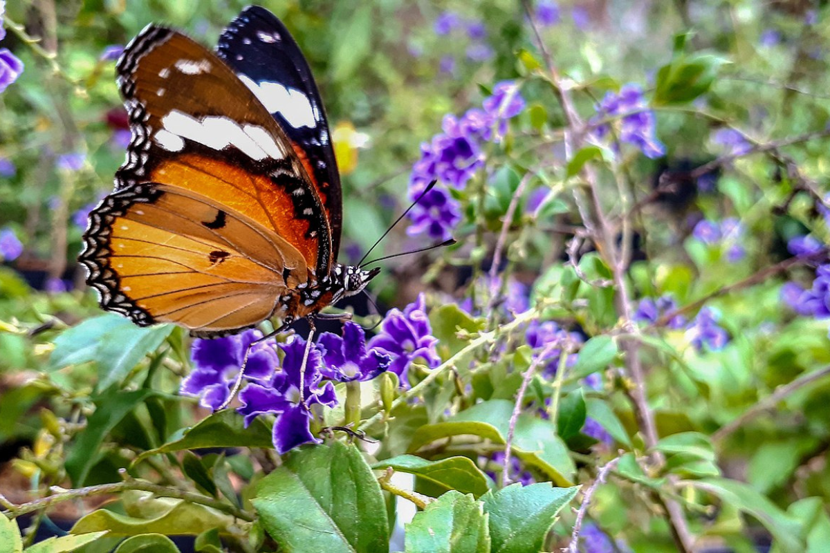 butterfly in Bejuco garden