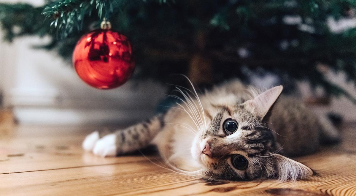 Gato deitado de barriga para cima

Descrição gerada automaticamente