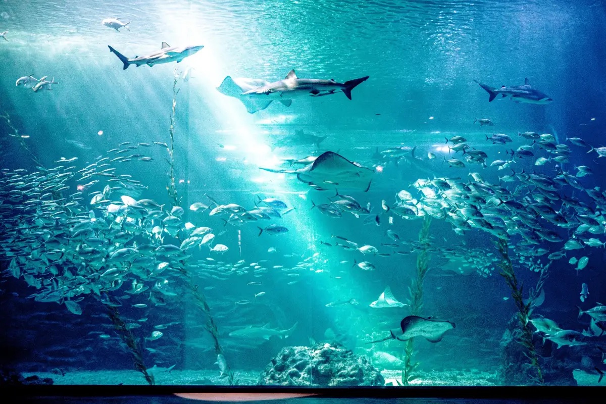 濟州Aqua Planet水族館