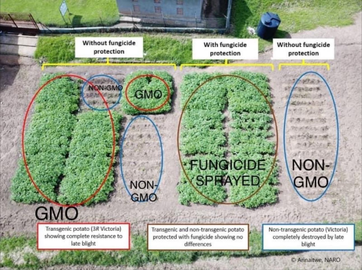 Une image contenant plante, texte, carte

Description générée automatiquement