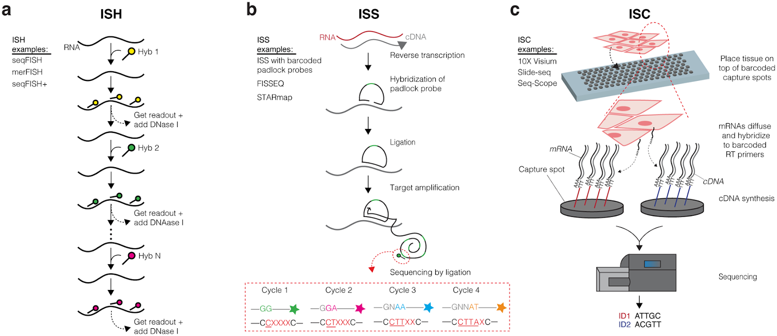 Overview of Spatial Transcriptomics Techniques