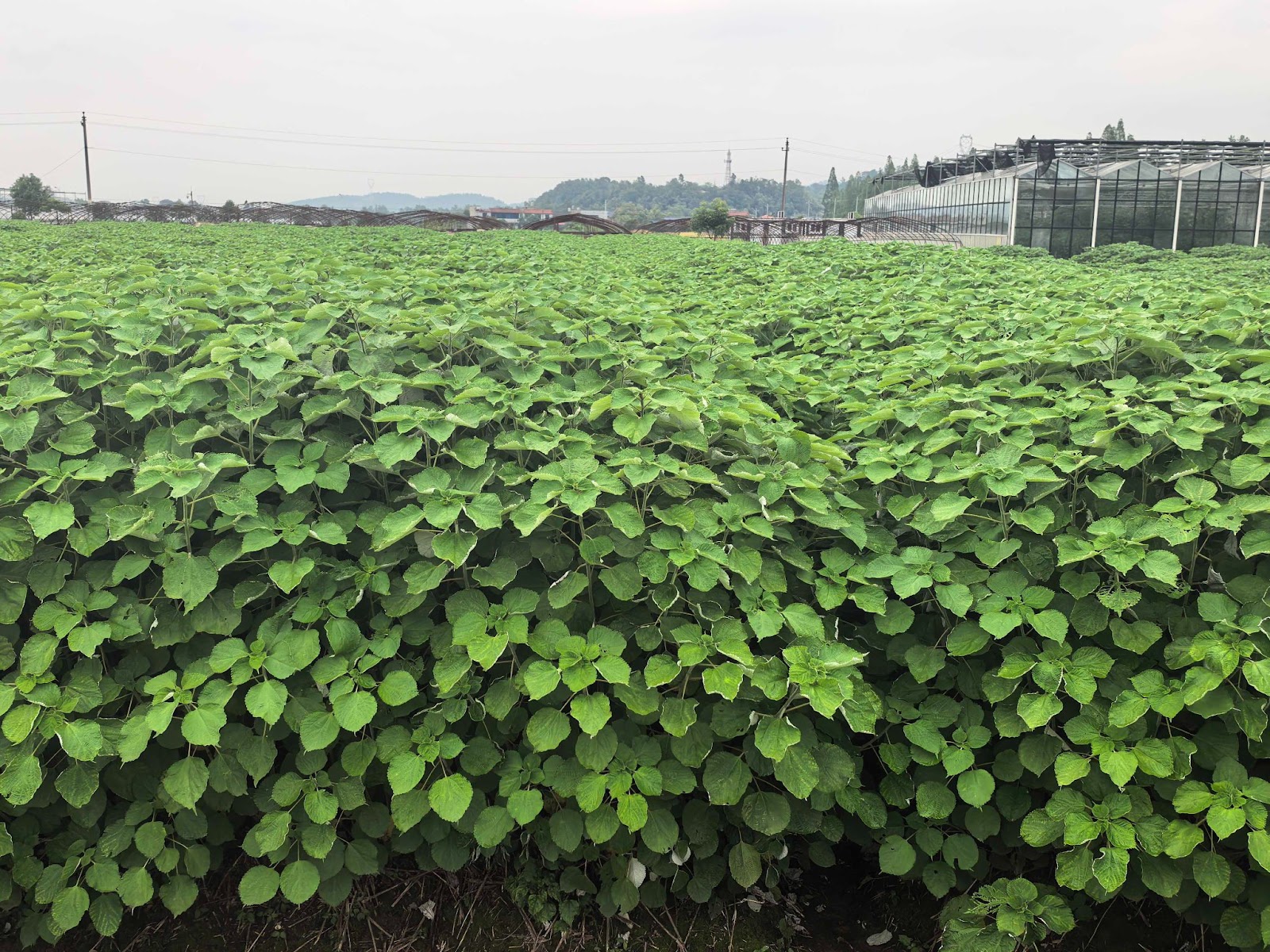 Field of ramie plants