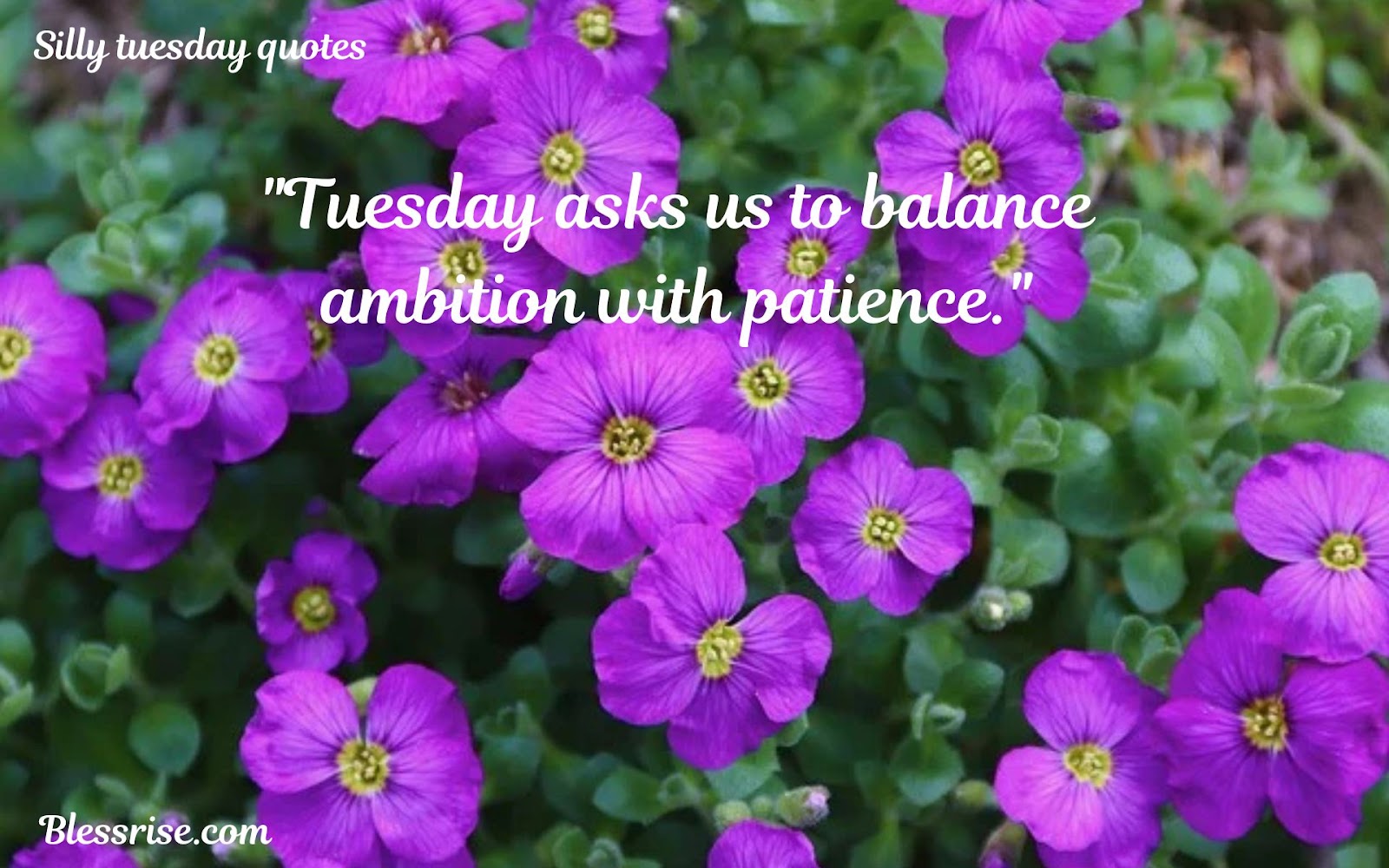 Tuesday Quotes
