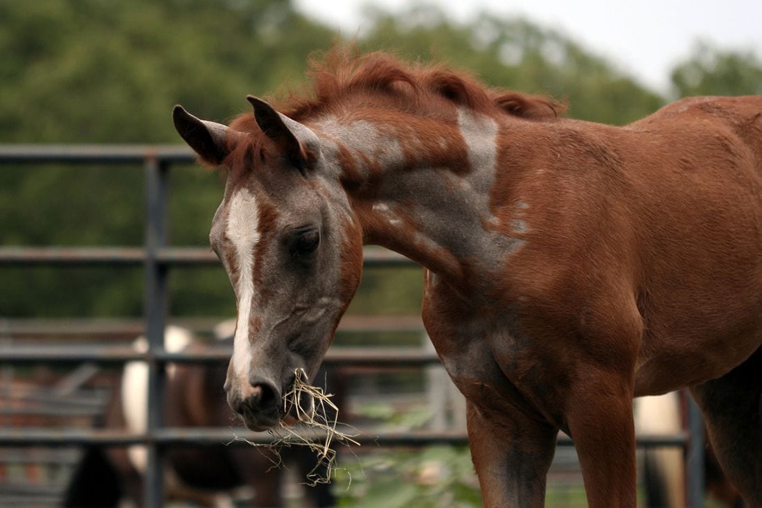 Horse with patchy coat loss, a symptom often linked to sweet itch in horses.