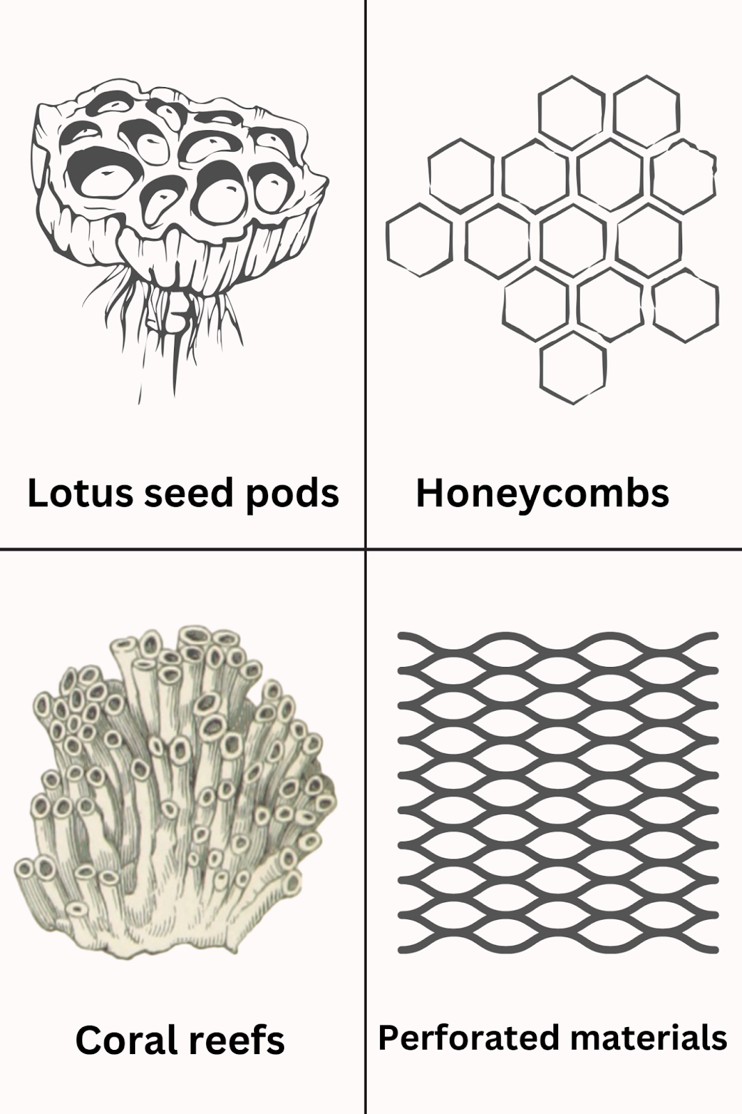 Common trypophobia triggers: lotus seed pods, honeycombs, coral reefs, and perforated materials.