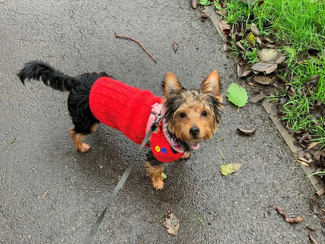 Minnie the Yorkie on her walk