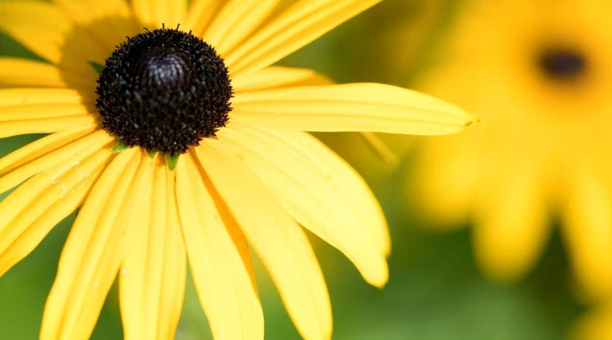 Black-Eyed Susan: Vibrant Beauty for Your Garden  