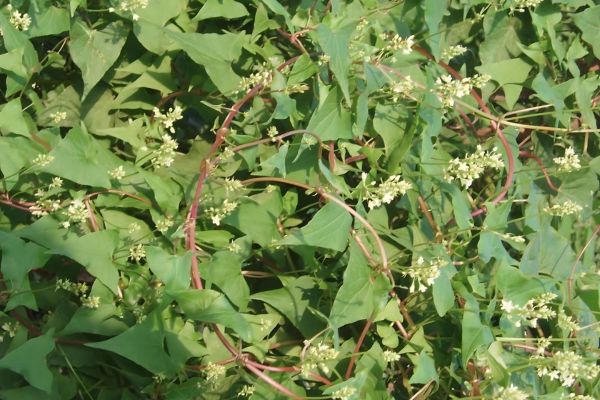 Polygonum Multiflorum