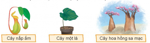 BÀI 3: KỲ LẠ THẾ GIỚI THỰC VẬT Ở NAM MỸ