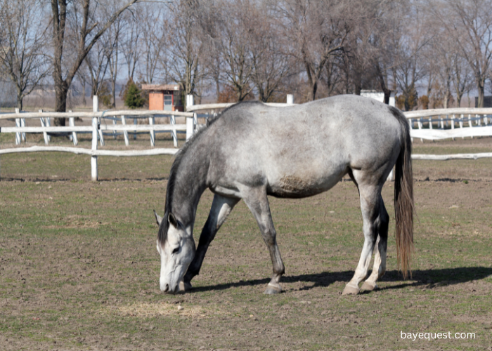 Grey Horse Names