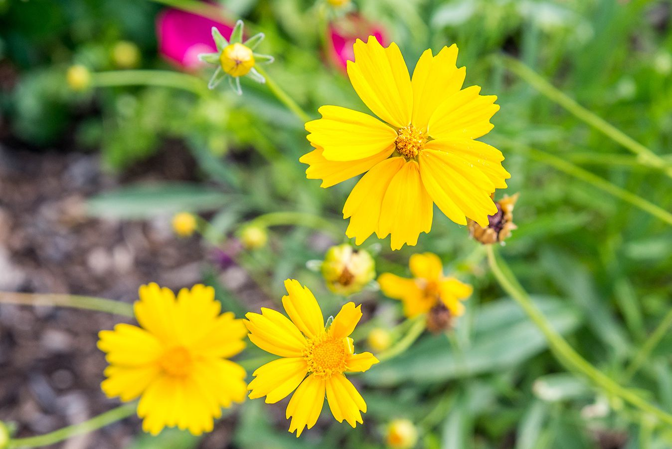 The Coreopsis Botanical Description