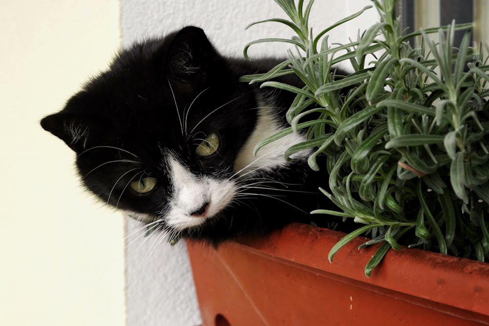 A cat is sitting in a flower pot with some herbs