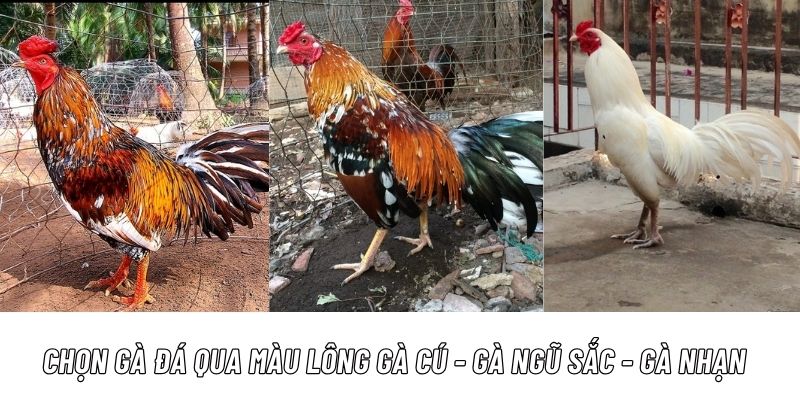 Cách lựa chọn gà chọi qua màu lông gà cú - gà ngũ sắc - gà nhạn