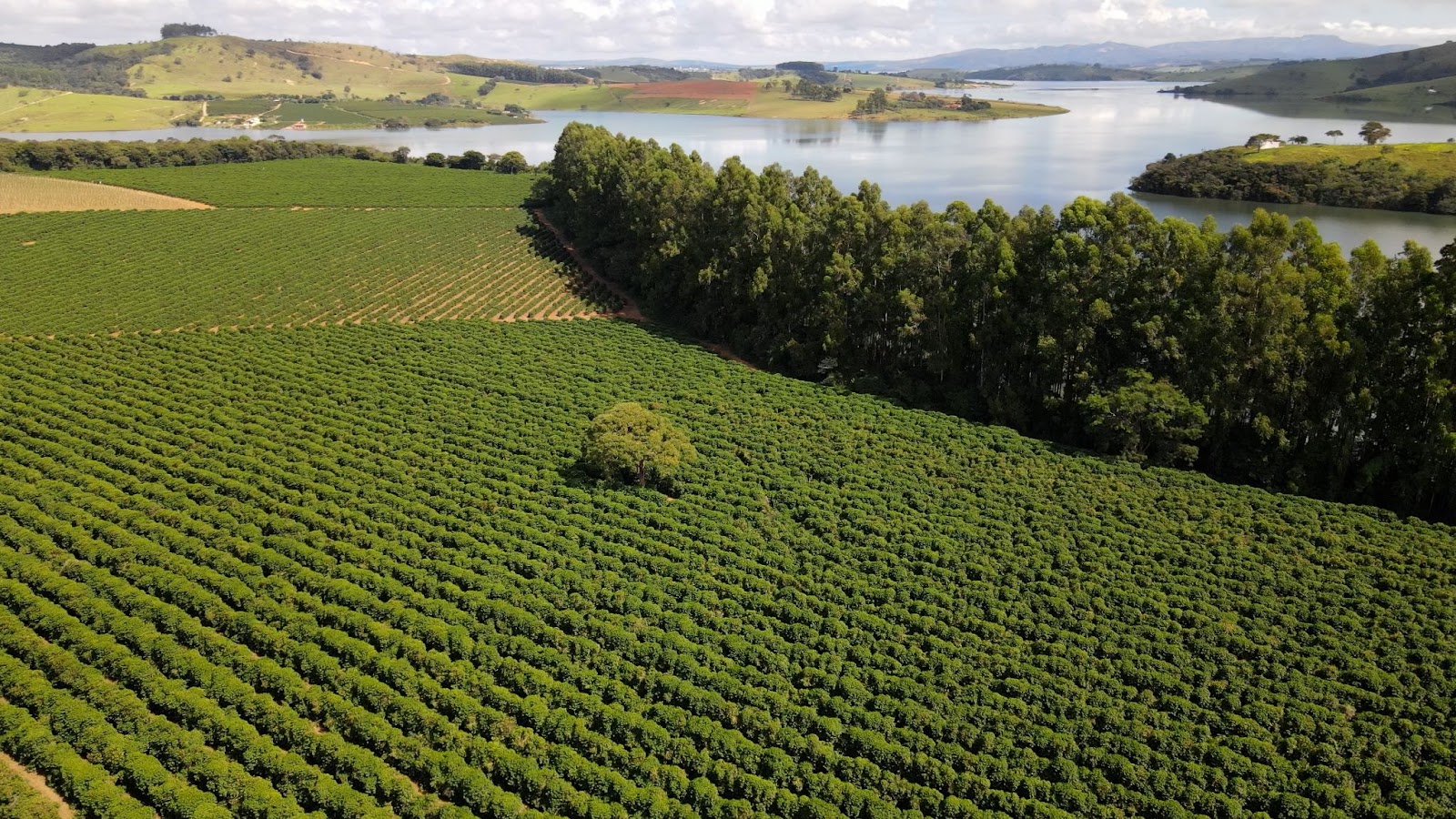 Lavoura de café em Minas Gerais. 