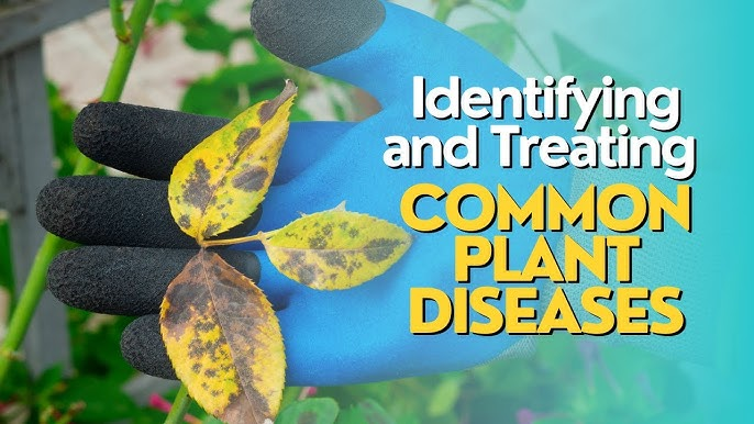 Identifying and treating common plant diseases