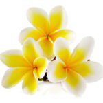 Golden Frangipani