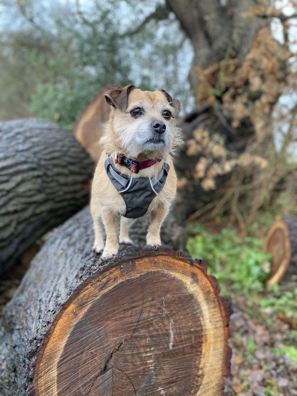 Photo shows Maisy the Jack Russell cross pug standing on a log looking into the distance. She is wearing her ruffwear harness and collar. 