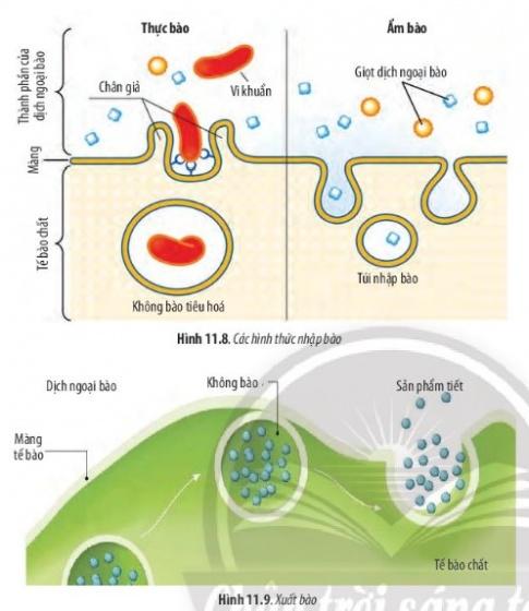 BÀI 11 - VẬN CHUYỂN CÁC CHẤT QUA MÀNG SINH CHẤT