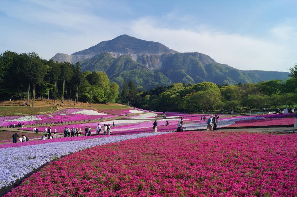 羊山公園の芝桜の丘