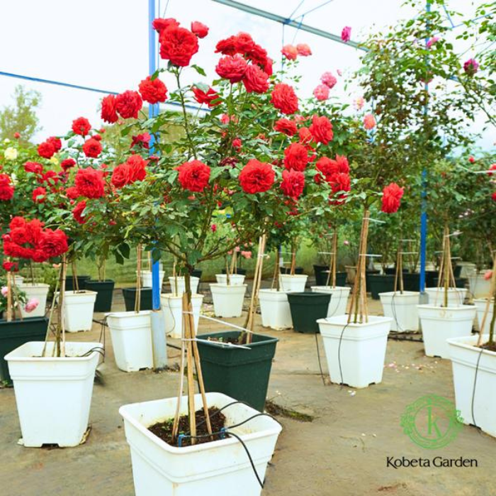 Hình ảnh bài viết